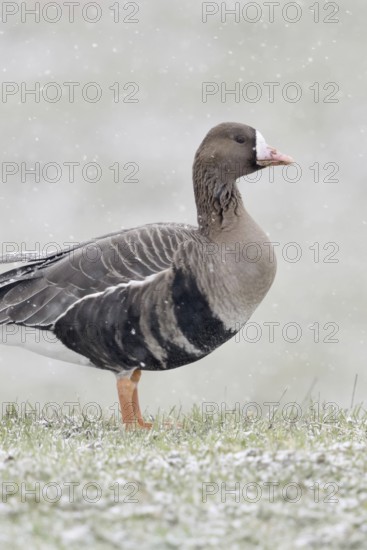 White-fronted goose (Anser albifrons) in winter, during heavy snowfall on the Lower Rhine, northern