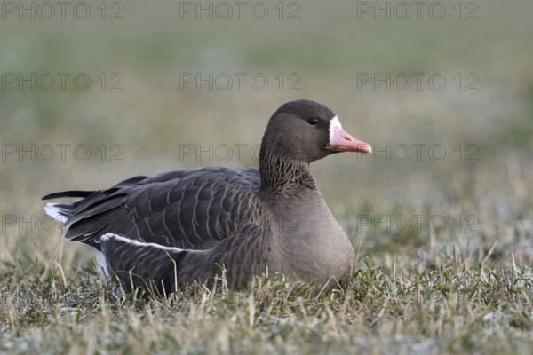 Resting in the grass... White-fronted goose (Anser albifrons), single wild goose resting, lying on