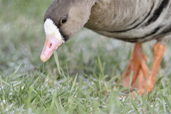 Feeding... White-fronted goose (Anser albifrons), wild goose feeding, wild goose, wintering guest