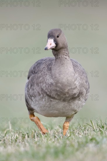 White-fronted goose (Anser albifrons), arctic wild goose, wintering guest on the Lower Rhine, young