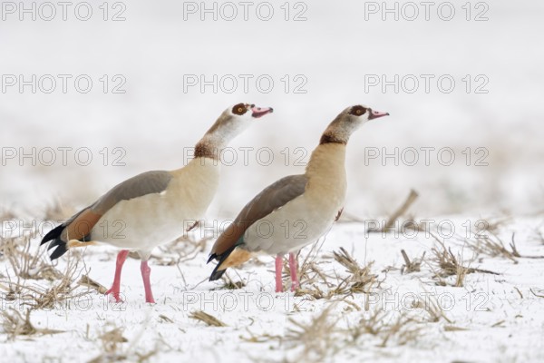 Egyptian goose (Alopochen aegyptiacus), Egyptian geese in the snow, pairs in winter, show typical