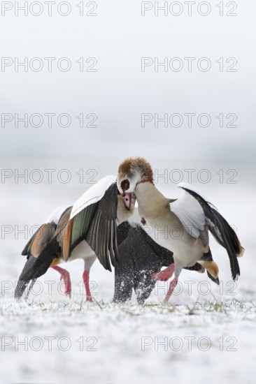 Nile goose, Nile geese (Alopochen aegyptiacus) in winter, snow, in fierce, hard fight, territorial