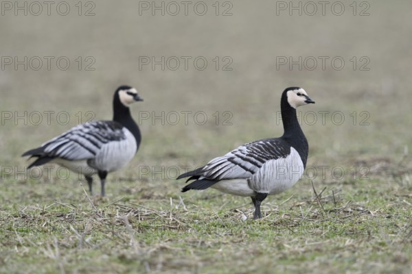 Barnacle geese, white-fronted geese (Branta leucopsis), arctic wild geese, wild birds, pair,