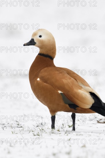 Ruddy-headed goose (Tadorne casarca) in the snow, wild goose, invasive species in Europe, wintering