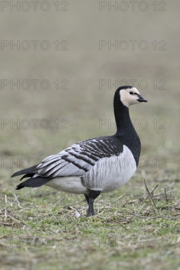 Barnacle goose, white-fronted goose (Branta leucopsis) in a meadow, a field, arctic wild goose,