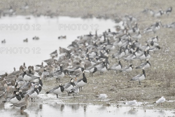 Wintering Nordic wild geese, arctic geese, especially barnacle geese (Branta leucopsis), resting