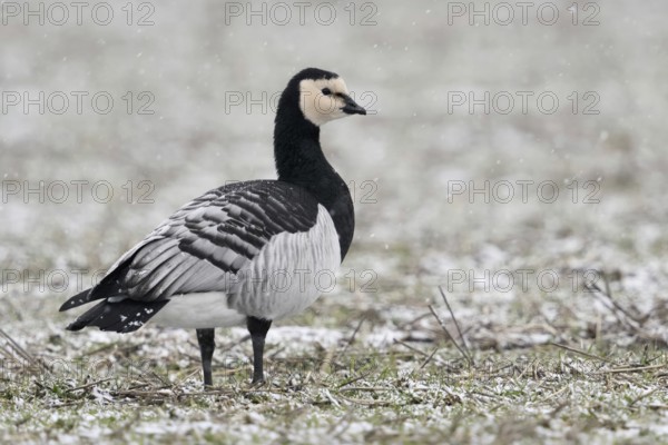 Always vigilant... White-fronted goose (Branta leucopsis) or barnacle goose during snowfall in the