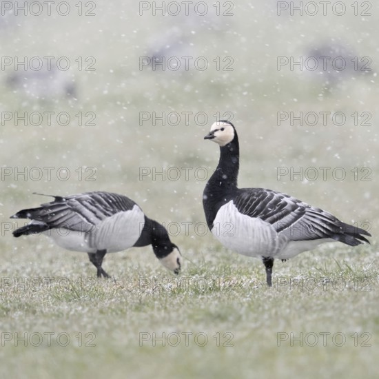 Barnacle geese, white-fronted geese (Branta leucopsis), flock in winter, on a pasture during a snow