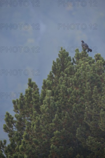 During the autumn mating season... Black grouse (Lyrurus tetrix) in its natural habitat, perched,