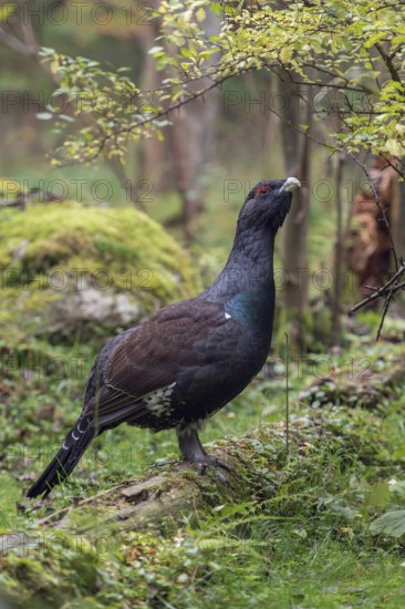 Impressive... Capercaillie (Tetrao urogallus), unfortunately threatened with extinction in Germany,