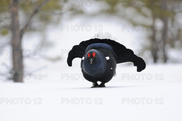 Self-confident... Black grouse (Lyrurus tetrix), black grouse, dominant cock enters the mating