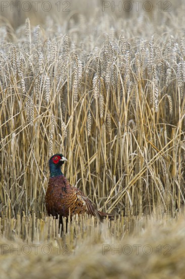 Harvest time, hard time... Hunting pheasant (Phasianus colchicus), pheasant looking around