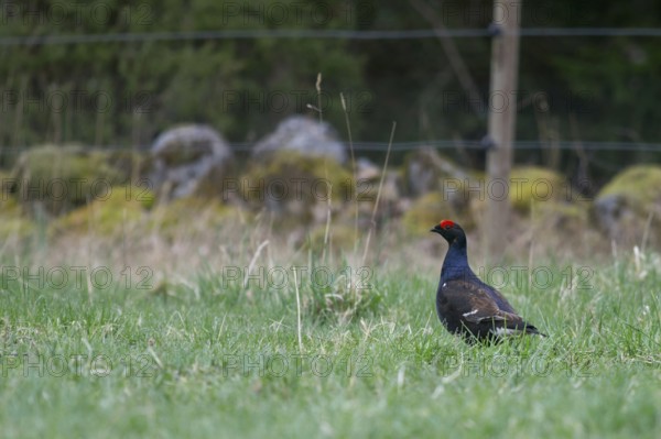 Black grouse (Lyrurus tetrix) in habitat, foraging in a meadow, on a pasture, accidental