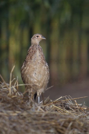 Pheasant on the lookout... Hunting pheasant (Phasianus colchicus) standing on a mound of straw at