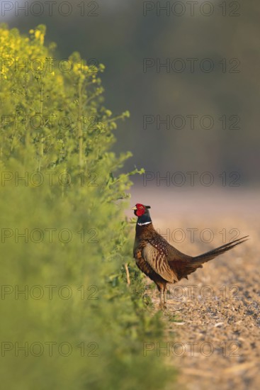 Undecided... Hunting pheasant (Phasianus colchicus), pheasant standing in an open area at the edge