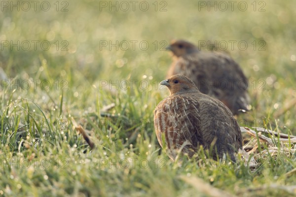 In the morning dew... Partridges (Perdix perdix) early in the morning on a dewy meadow, field,