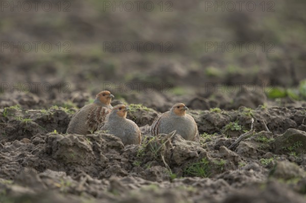 In the field... Grey partridge (Perdix perdix), several grey partridges, sitting, hiding between