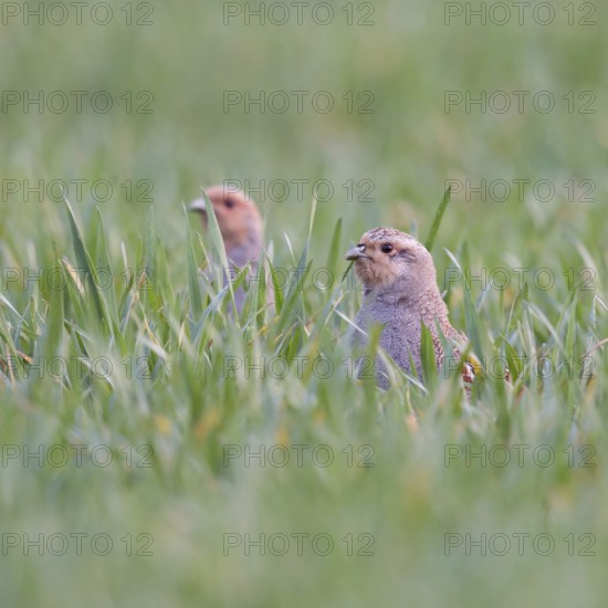 In the winter wheat... Grey partridge (Perdix perdix), two partridges sticking their heads out of