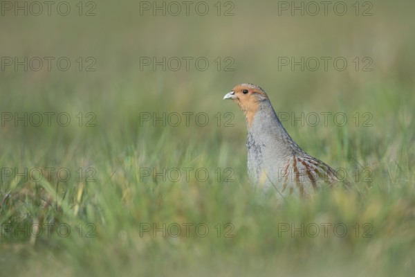 Vigilant... Grey partridge (Perdix perdix), partridge during the mating season, stretches high out