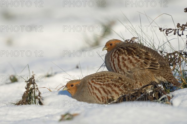 In pairs... Partridge (Perdix perdix), partridge pair, couple in winter, sitting, perching on a