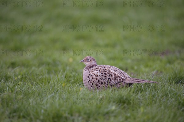Lush meadows... Hunting pheasant, pheasant hen (Phasianus colchicus) in typical surroundings in a