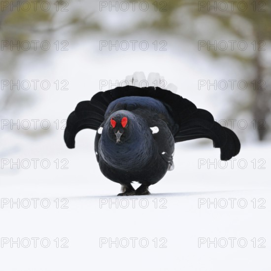 Self-confident... Black grouse (Lyrurus tetrix), black grouse, dominant cock enters the mating