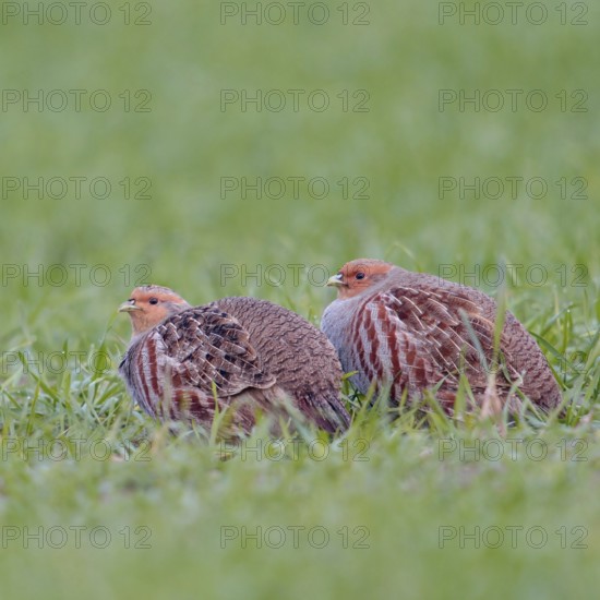 In pairs... Grey partridges (Perdix perdix) crouching in green grass, in a field in young winter