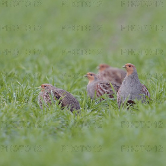 Small company... Partridge (Perdix perdix), partridge chain in the field, native birdlife, field