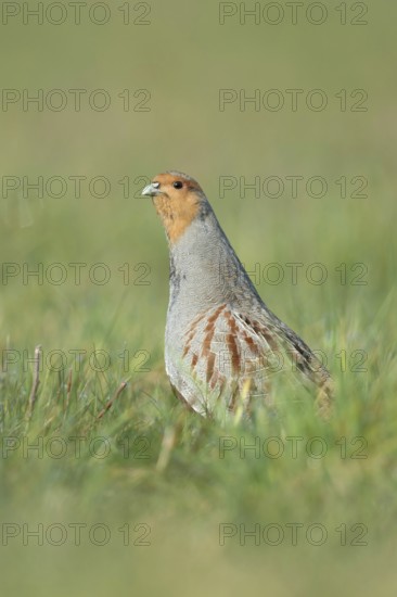 Erect... Grey partridge (Perdix perdix), during the mating season, stretches high from the cover,