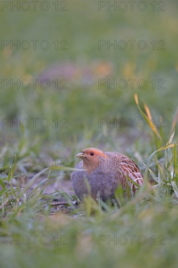 In young winter wheat... Grey partridges (Perdix perdix) early in the morning in a field, rare