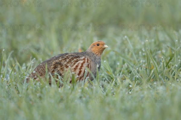 Dewdrops glisten... Grey partridge (Perdix perdix) walking through a dewy field in the morning,