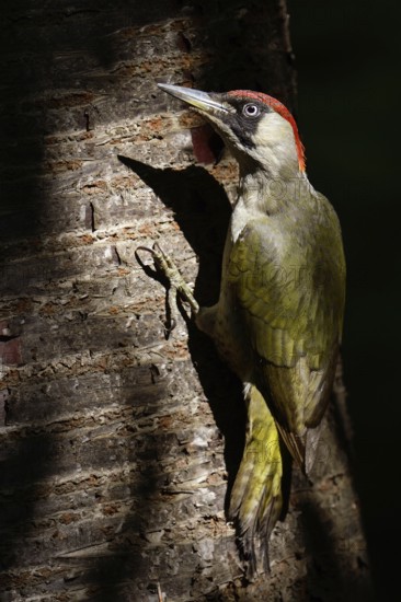 Always alert... Green woodpecker (Picus viridis), the green woodpecker sits, perches in the light