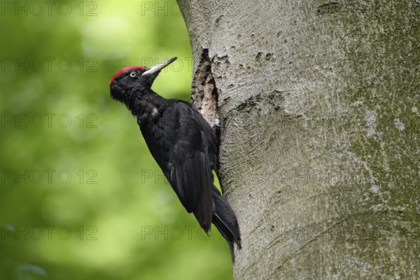 Ants in the feathers... Black woodpecker (Dryocopus martius), adult male, returning to his breeding
