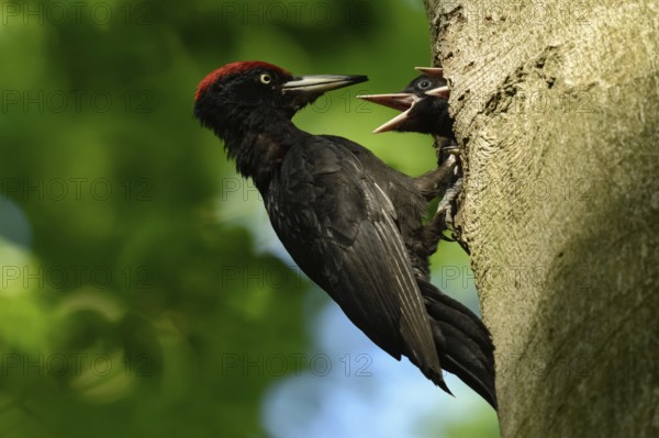 Black woodpecker (Dryocopus martius), adult male, at his breeding den in an old beech tree feeding