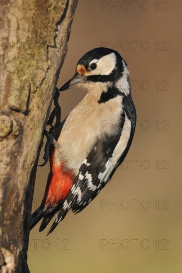 Foraging on dead wood... Great spotted woodpecker (Dendrocopos major), female searching for food on