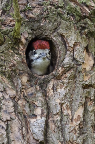 Curious... Great spotted woodpecker (Dendrocopos major), young woodpecker peering cheekily out of