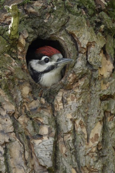 Patient... Great spotted woodpecker (Dendrocopos major), young bird waiting in its nesting cavity