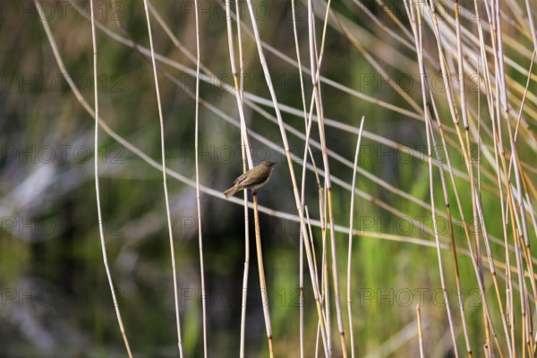 Chiffchaff, willow warbler sitting on a branch in dry reeds, Insel Düne, Heligoland,