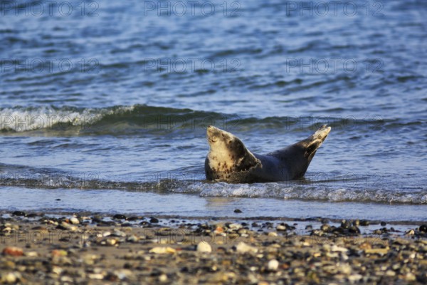 Harbour seal (Phoca vitulina) lying on the beach, Wildlife, Insel Düne, Helgoland,