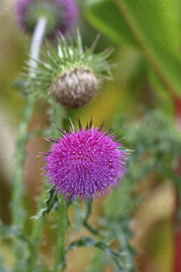 Flower head of the Musk Thistle (Carduus nutans, also known as nodding thistle), by the wayside,