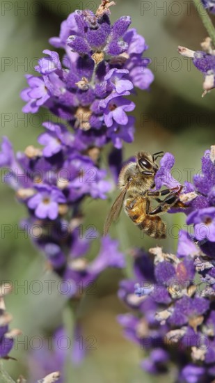 Honey bee (Apis mellifera) on a lavender flower (Lavandula angustifolia), macro photograph,