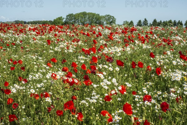 Meadow with Mayweed (Matricaria inodora) and Poppy (Papaver rhoeas) in Ystad, Skåne county, Sweden,