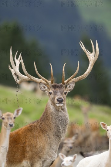 Red deer (Cervus elaphus) stag, portrait, tirol, Kitzbühel, Wildpark Aurach, Austria