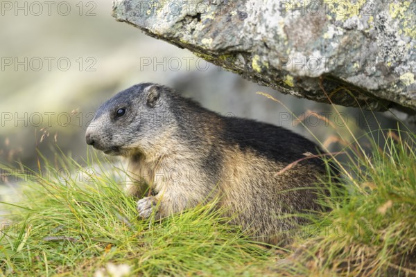 Alpine marmot (Marmota marmota) youngster in autumn, Grossglockner, High Tauern National Park,