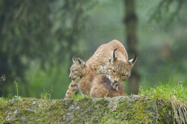 Eurasian lynx (Lynx lynx) mother with her youngster, Austria