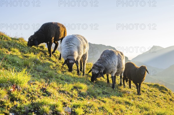 Domestic sheep (Ovis orientalis aries) at sunrise in the Mountains at Hochalpenstraße, Pinzgau,