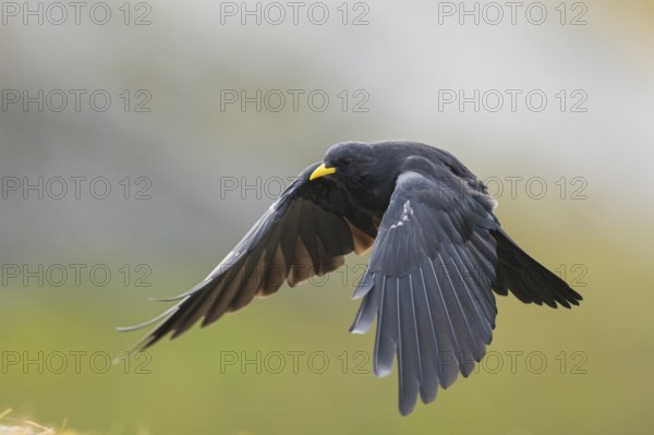 Yellow-billed chough (Pyrrhocorax graculus) in the mountains at Hochalpenstraße, Pinzgau, Salzburg,