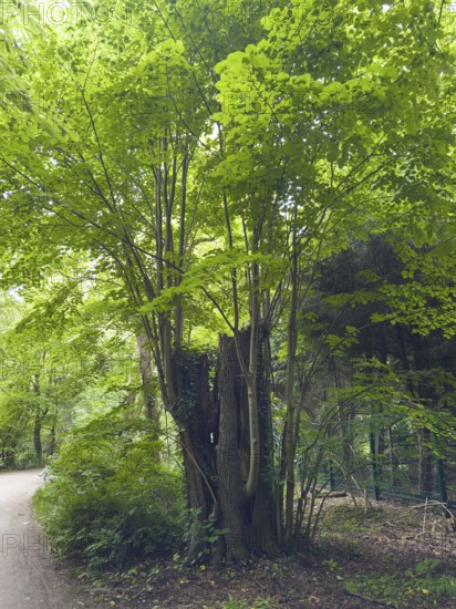 Many shoots come from a sawn-off deciduous tree