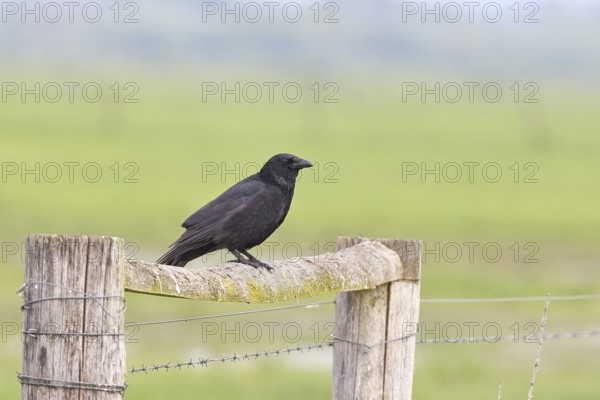 Raven crow (Corvus corone), sitting on a pasture gate, Ochsenmoor, Dümmer See, Hüde, Lower Saxony,