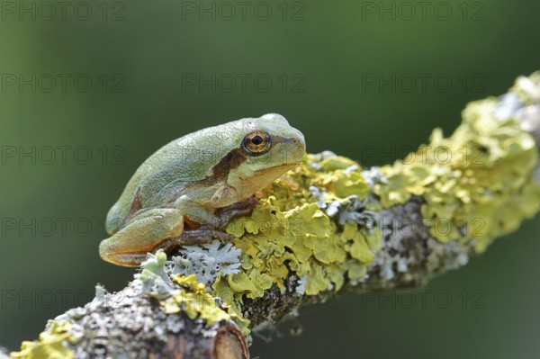 European tree frog (Hyla arborea) sitting on a lichen-covered branch in its natural environment,